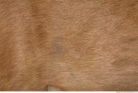 animal skin doe fur 0003